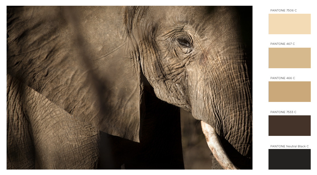 WEB_DAA_Elephant_06